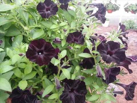 Photo de variété de fleurs à utiliser comme: Pot, Plante à massif, patio, Suspension Petunia Happy Magic Mini Black