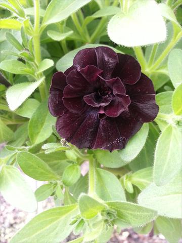 Photo de variété de fleurs à utiliser comme: Pot, Plante à massif, patio, Suspension Petunia Happy Magic Mini Double Black