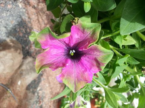Photo de variété de fleurs à utiliser comme: Pot, Plante à massif, patio, Suspension Petunia Happy Magic Purple with Green Edge