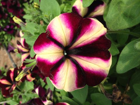 Photo de variété de fleurs à utiliser comme: Pot, Plante à massif, patio, Suspension Petunia Happy Magic Vanilla Raspberry Star
