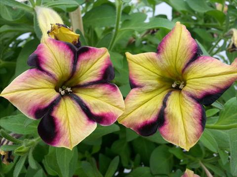Photo de variété de fleurs à utiliser comme: Pot, Plante à massif, patio, Suspension Petunia Happy Magic Yellow Raspberry Star