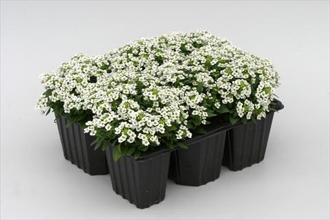 Photo de variété de fleurs à utiliser comme: Plante à massif/ plante de bordure Alyssum maritimum Golf White