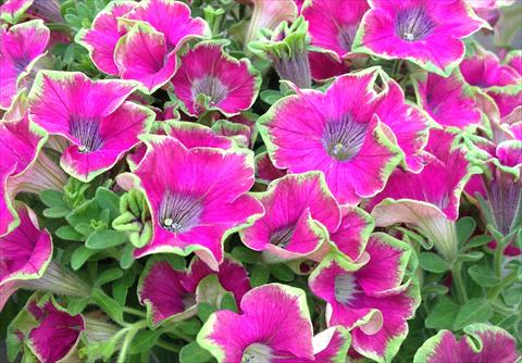 Photo de variété de fleurs à utiliser comme: Pot, Plante à massif, patio, Suspension Petunia Kermit Purple