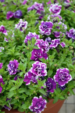 Photo de variété de fleurs à utiliser comme: Pot, Plante à massif, patio, Suspension Petunia Mini Me Double Purple Picotee