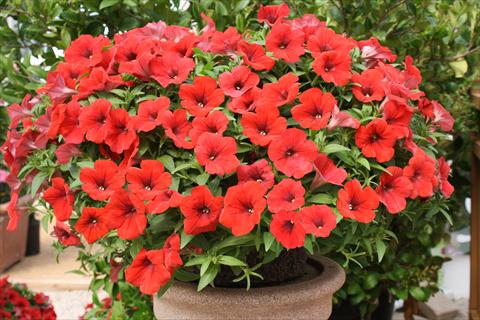 Photo de variété de fleurs à utiliser comme: Pot, Plante à massif, patio, Suspension Petunia Surfinia® Baby Deep Red