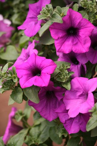 Photo de variété de fleurs à utiliser comme: Pot, Plante à massif, patio, Suspension Petunia Surfinia® Blue Topaz