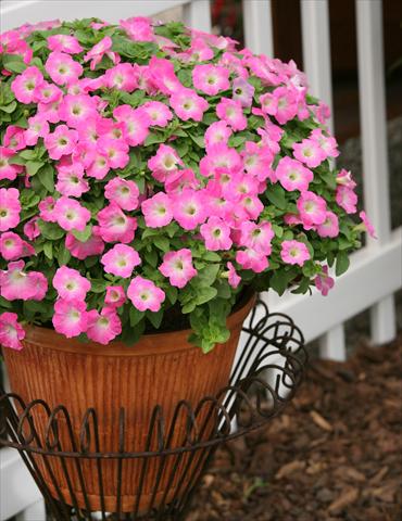 Photo de variété de fleurs à utiliser comme: Pot, Plante à massif, patio, Suspension Petunia Surfinia® Bouquet Pink Morn