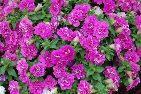 Photo de variété de fleurs à utiliser comme: Pot, Plante à massif, patio, Suspension Petunia Surfinia® Double Purple