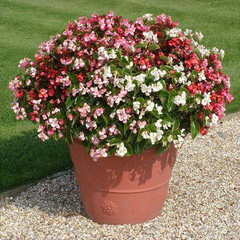 Photo de variété de fleurs à utiliser comme: Plante à massif/ plante de bordure Begonia semperflorens Stara miscuglio