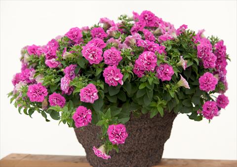 Photo de variété de fleurs à utiliser comme: Pot, Plante à massif, patio, Suspension Petunia Surfinia® Double Rose