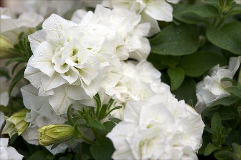Photo de variété de fleurs à utiliser comme: Pot, Plante à massif, patio, Suspension Petunia Surfinia® Double White