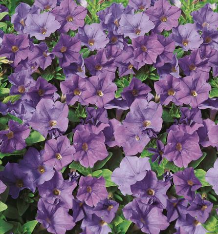 Photo de variété de fleurs à utiliser comme: Pot, Plante à massif, patio, Suspension Petunia Surfinia® Patio Blue