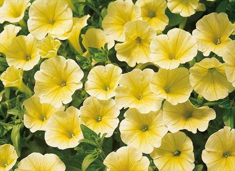 Photo de variété de fleurs à utiliser comme: Pot, Plante à massif, patio, Suspension Petunia Surfinia® Victorian Yellow