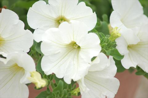 Photo de variété de fleurs à utiliser comme: Pot, Plante à massif, patio, Suspension Petunia Surfinia® White Imp