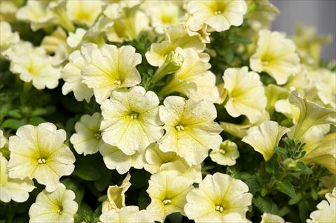 Photo de variété de fleurs à utiliser comme: Pot, Plante à massif, patio, Suspension Petunia Surfinia® Yellow