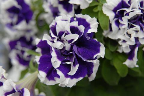 Photo de variété de fleurs à utiliser comme: Pot, Plante à massif, patio, Suspension Petunia Sylvana Double King