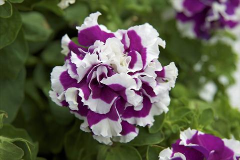 Photo de variété de fleurs à utiliser comme: Pot, Plante à massif, patio, Suspension Petunia Sylvana Double Queen