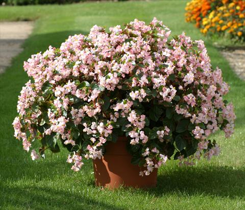 Photo de variété de fleurs à utiliser comme: Plante à massif/ plante de bordure Begonia semperflorens Stara Pink