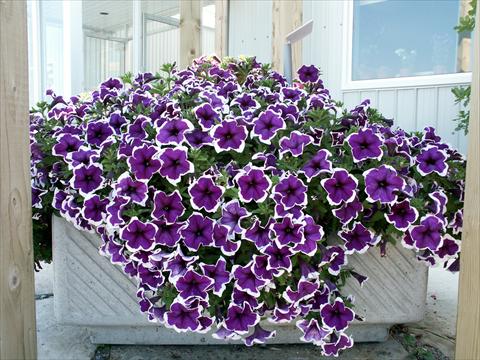Photo de variété de fleurs à utiliser comme: Pot, Plante à massif, patio, Suspension Petunia Sylvana King