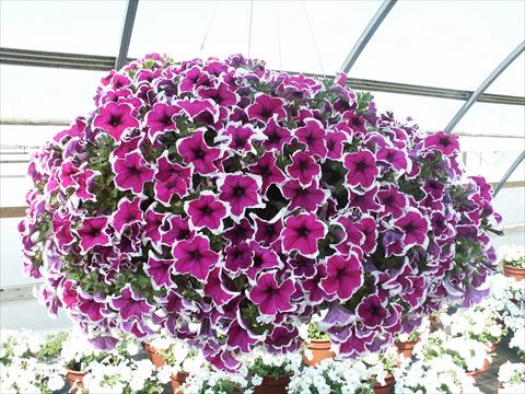 Photo de variété de fleurs à utiliser comme: Pot, Plante à massif, patio, Suspension Petunia Sylvana Queen