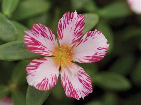 Photo de variété de fleurs à utiliser comme:  Portulaca oleracea Duet Candy Stripe