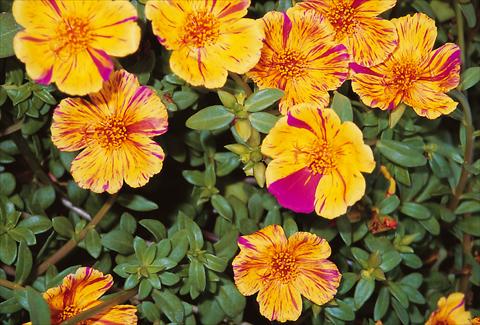 Photo de variété de fleurs à utiliser comme:  Portulaca oleracea Duet Golden Sunrise