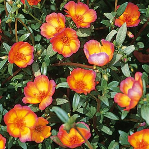 Photo de variété de fleurs à utiliser comme:  Portulaca oleracea Duet Red on Yellow