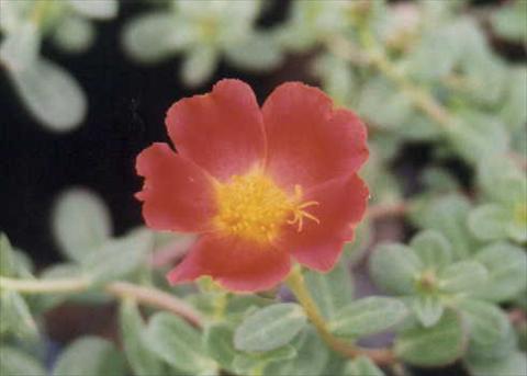 Photo de variété de fleurs à utiliser comme: Plante à massif, patio, Suspension Portulaca Grand Cherise Red