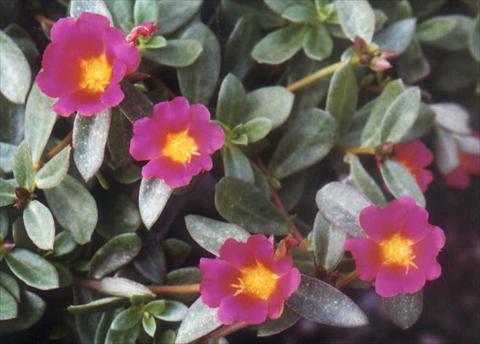 Photo de variété de fleurs à utiliser comme: Plante à massif, patio, Suspension Portulaca Grand Lilac