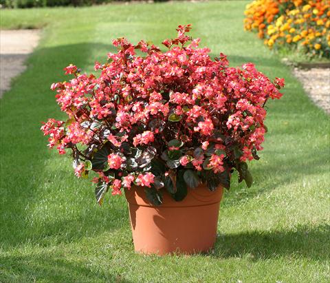 Photo de variété de fleurs à utiliser comme: Plante à massif/ plante de bordure Begonia semperflorens Stara Red