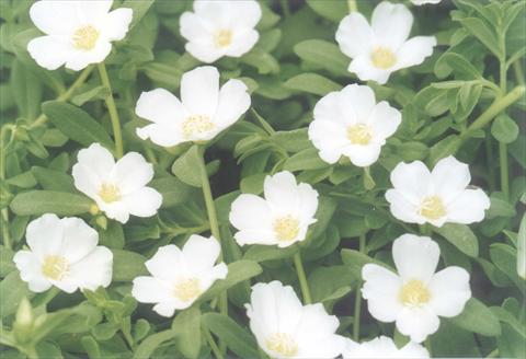 Photo de variété de fleurs à utiliser comme: Plante à massif, patio, Suspension Portulaca White