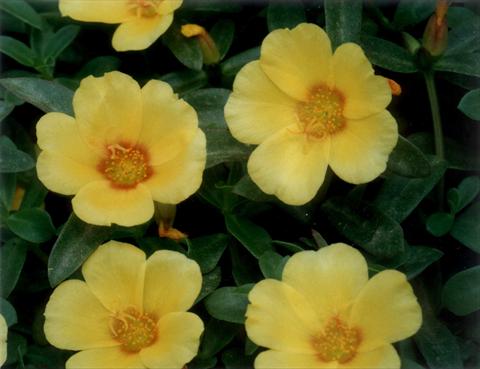 Photo de variété de fleurs à utiliser comme: Plante à massif, patio, Suspension Portulaca Yellow