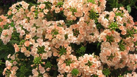 Photo de variété de fleurs à utiliser comme: Pot, patio, Suspension Verbena Corsage Peach