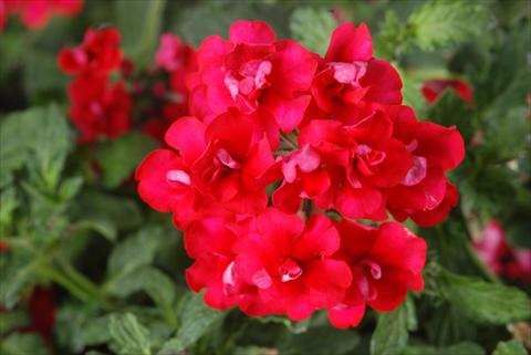 Photo de variété de fleurs à utiliser comme: Pot, patio, Suspension Verbena Corsage Red
