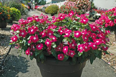 Photo de variété de fleurs à utiliser comme: Pot et Plante à massif Catharanthus roseus - Vinca Nirvana Raspberry Halo