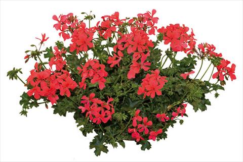 Photo de variété de fleurs à utiliser comme: Pot, patio, Suspension Pelargonium peltatum Joker Orange
