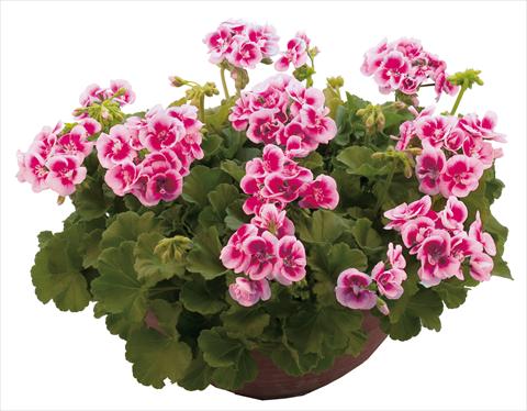 Photo de variété de fleurs à utiliser comme: Pot, Plante à massif, patio Pelargonium zonale Flower Kiss Fuchsia