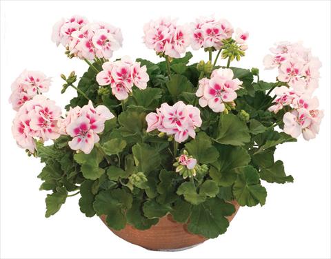 Photo de variété de fleurs à utiliser comme: Pot, Plante à massif, patio Pelargonium zonale Flower Kiss White Jump