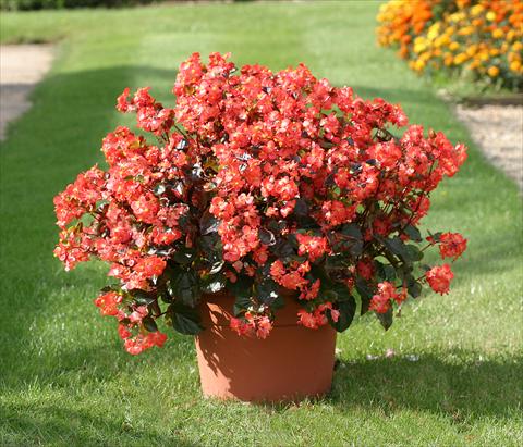 Photo de variété de fleurs à utiliser comme: Plante à massif/ plante de bordure Begonia semperflorens Stara Scarlet