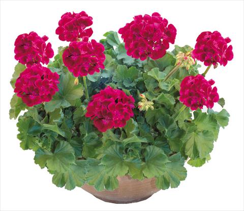 Photo de variété de fleurs à utiliser comme: Pot, Plante à massif, patio Pelargonium zonale OpenEyes Fire Wink
