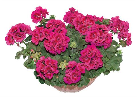 Photo de variété de fleurs à utiliser comme: Pot, Plante à massif, patio Pelargonium zonale OpenEyes Purple Wink