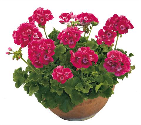 Photo de variété de fleurs à utiliser comme: Pot, Plante à massif, patio Pelargonium zonale Solar Light Compact Archid®