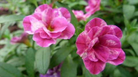 Photo de variété de fleurs à utiliser comme: Pot, Plante à massif, patio, Suspension Calibrachoa Caloha Double Marble Rose