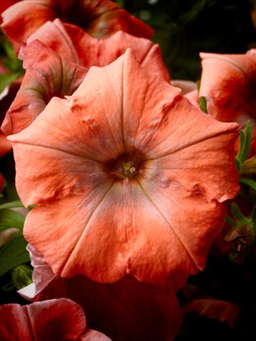 Photo de variété de fleurs à utiliser comme: Pot, Plante à massif, patio, Suspension Petunia Happy® Copper