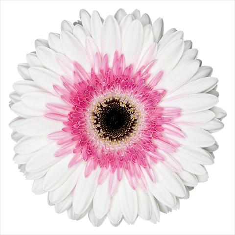 Photo de variété de fleurs à utiliser comme: Pot Gerbera jamesonii Artist®