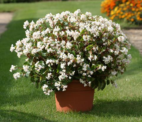Photo de variété de fleurs à utiliser comme: Plante à massif/ plante de bordure Begonia semperflorens Stara White