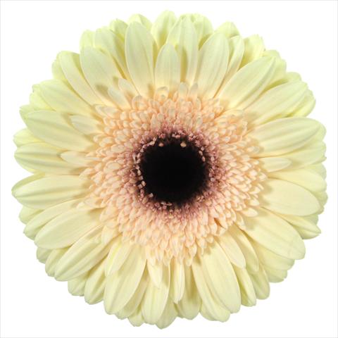 Photo de variété de fleurs à utiliser comme: Pot Gerbera jamesonii Eclair®