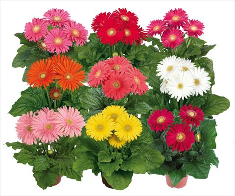 Photo de variété de fleurs à utiliser comme: Pot Gerbera jamesonii Flori Line® Maxi Mix