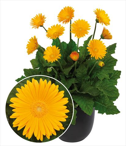 Photo de variété de fleurs à utiliser comme: Pot Gerbera jamesonii Garvinea Sweet Honey®
