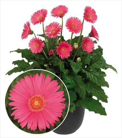 Photo de variété de fleurs à utiliser comme: Pot Gerbera jamesonii Garvinea Sweet Sixteen®